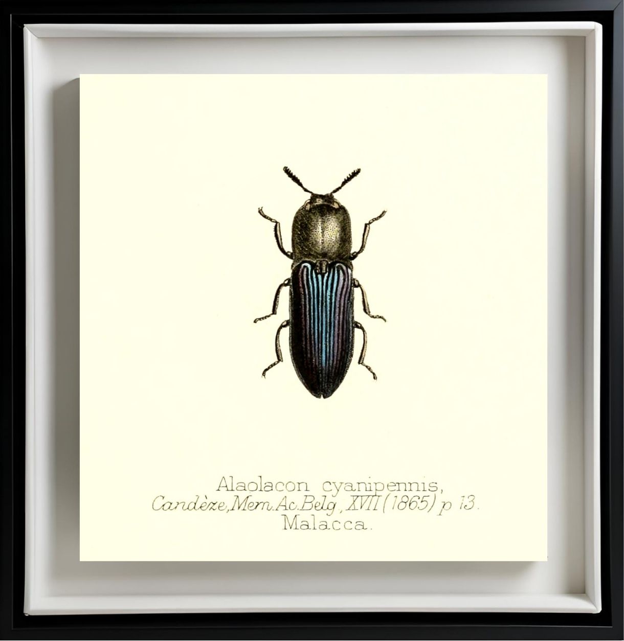 Alaolacon Cyanipennis