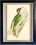 Green Woodpecker