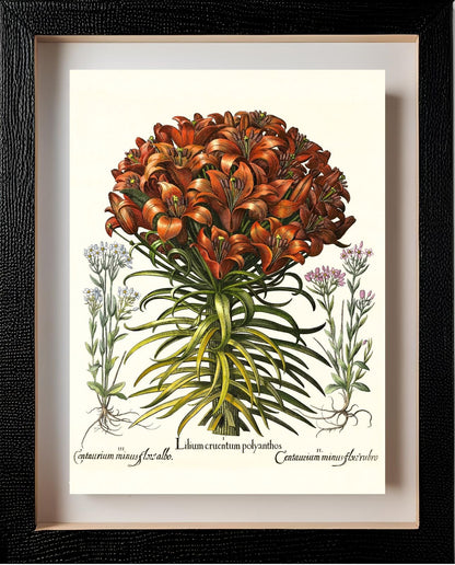 Orange lily, Pink lesser centaury, White centaury