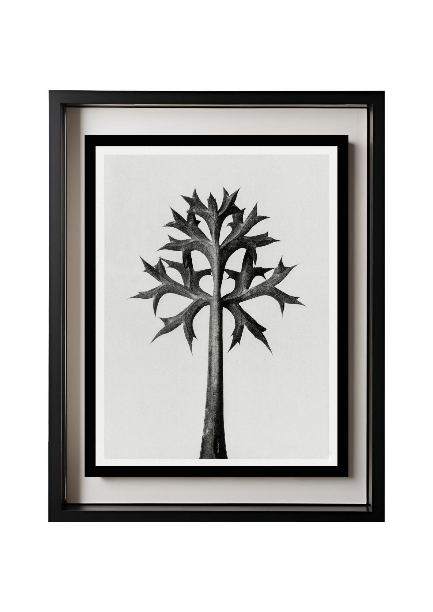 Eryngium Bourgatii (Mediterranean Sea Holly)