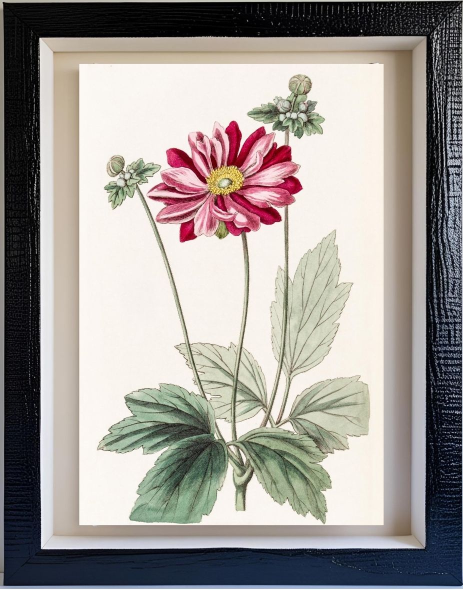 Japanese Anemone