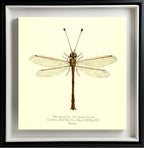Helcopteryx Rhodiogramma