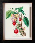 L'Eugenie (Eugenia Jambos)