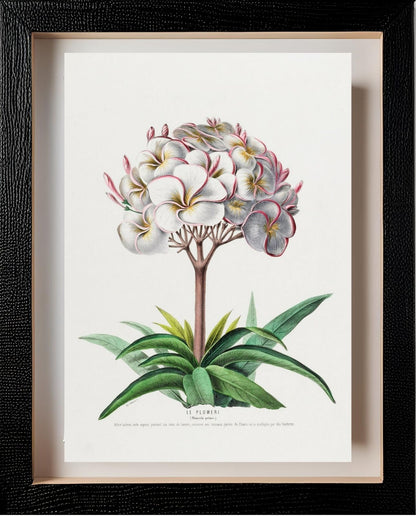 Le Plumeri (Plumeria Primo)