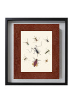 Insects 1