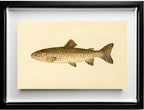 The Steelhead Trout (Adult Male) Salmo-Rivularis