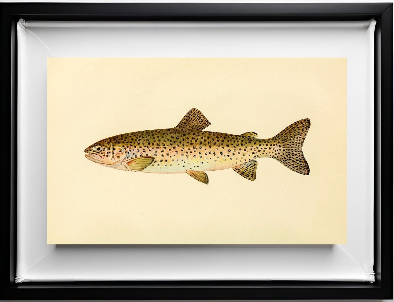 The Steelhead Trout (Adult Male) Salmo-Rivularis