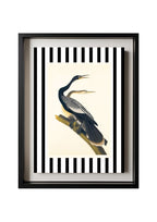 Black Bellied Darter