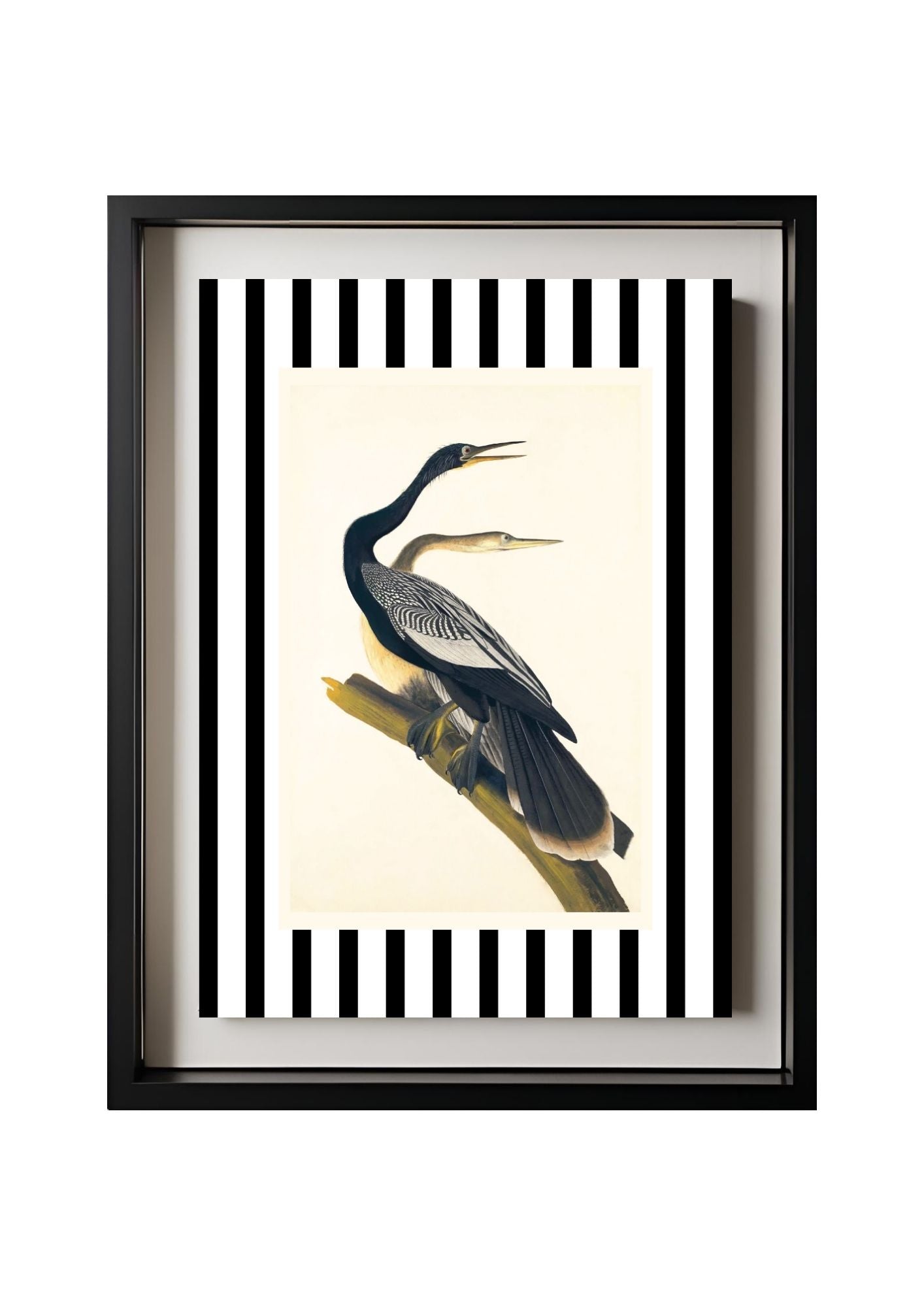 Black Bellied Darter
