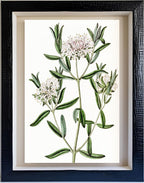 Forest Pimelea