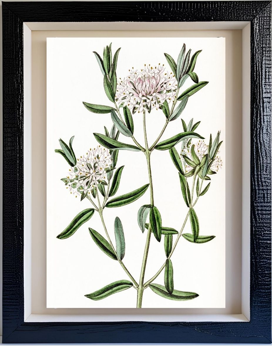 Forest Pimelea