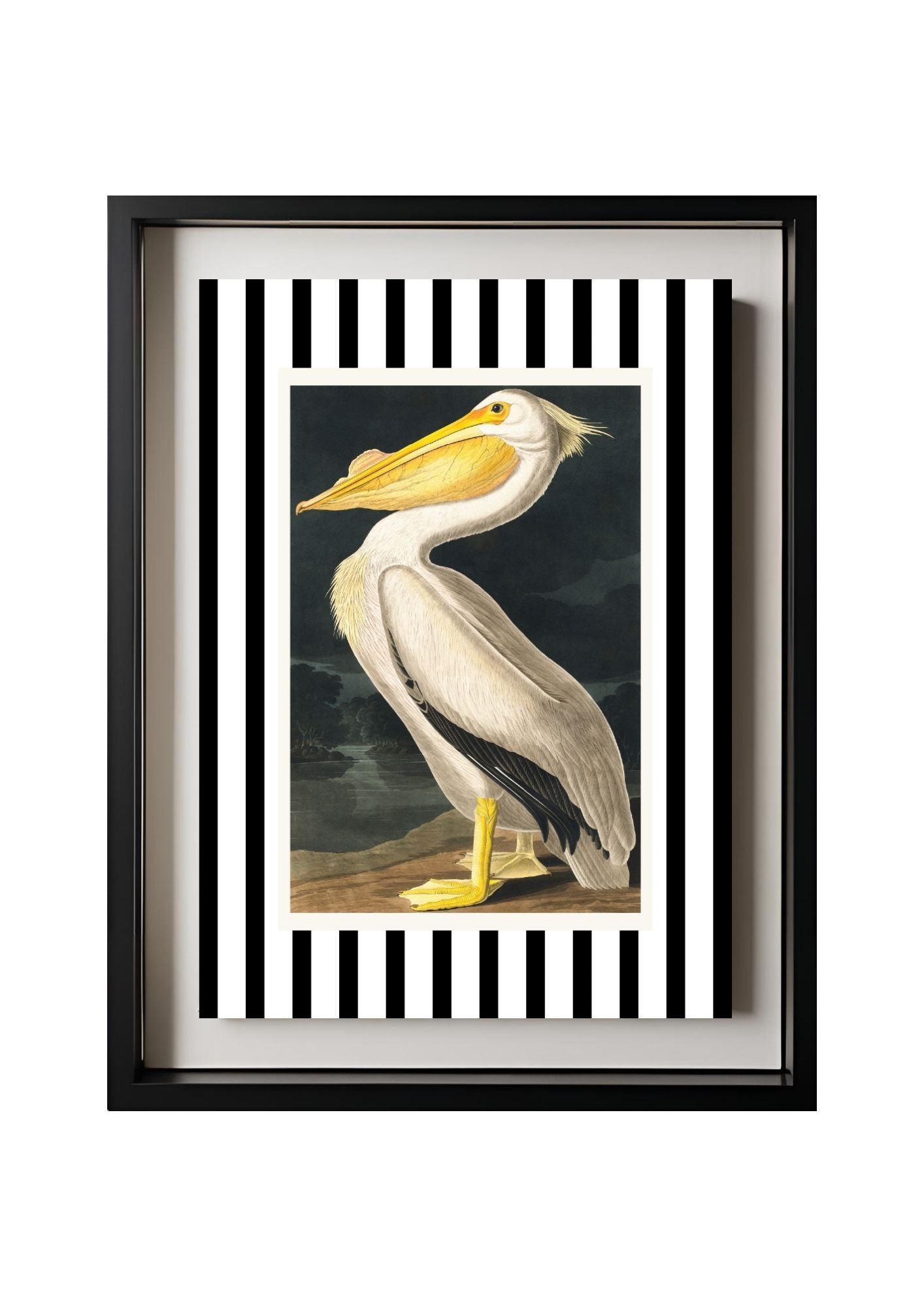 American White Pelican