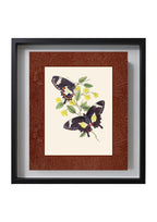 Papilio ilioneus