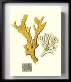 Millepora compresfa