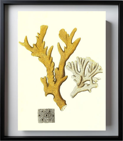 Millepora compresfa