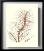 Gorgonia fetofa