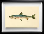 The Rangeley Trout (Adult Male) Salvelinus-Oquassa