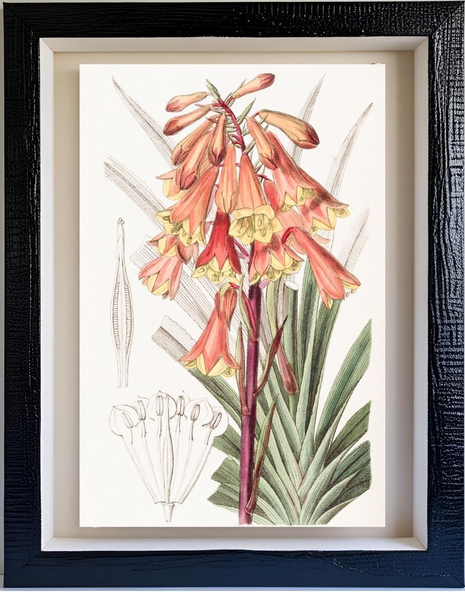 Rough-edged Blandfordia