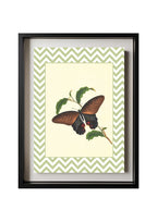 Papilio Laomedon