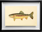 The Golden Trout of Soda Creek, California (Adult Male) Salmo-Gilberti-Whitei