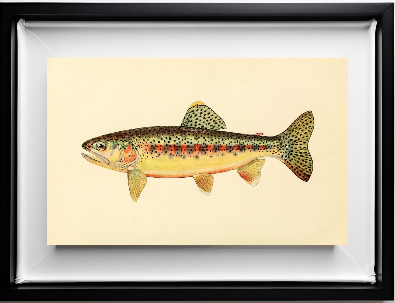 The Golden Trout of Soda Creek, California (Adult Male) Salmo-Gilberti-Whitei