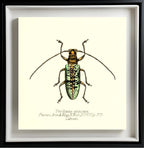 Peribasis Princeps