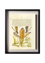 Damselflies, Spanish Iris, and Star-of-Bethlehem