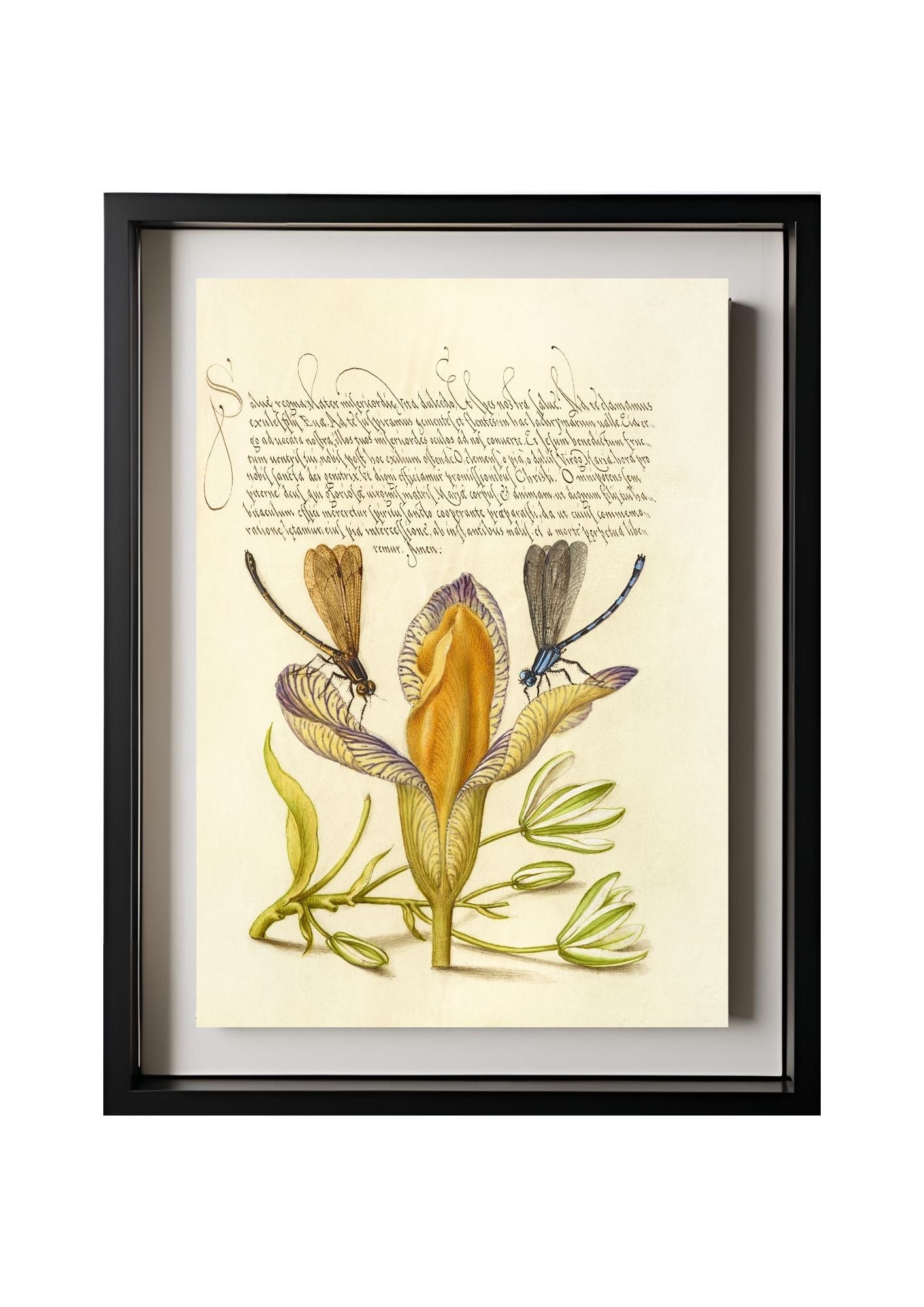 Damselflies, Spanish Iris, and Star-of-Bethlehem