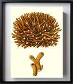 Madrepora flexuofa