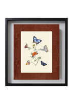 Butterflies 4