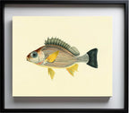 Holocentrus Argenteus