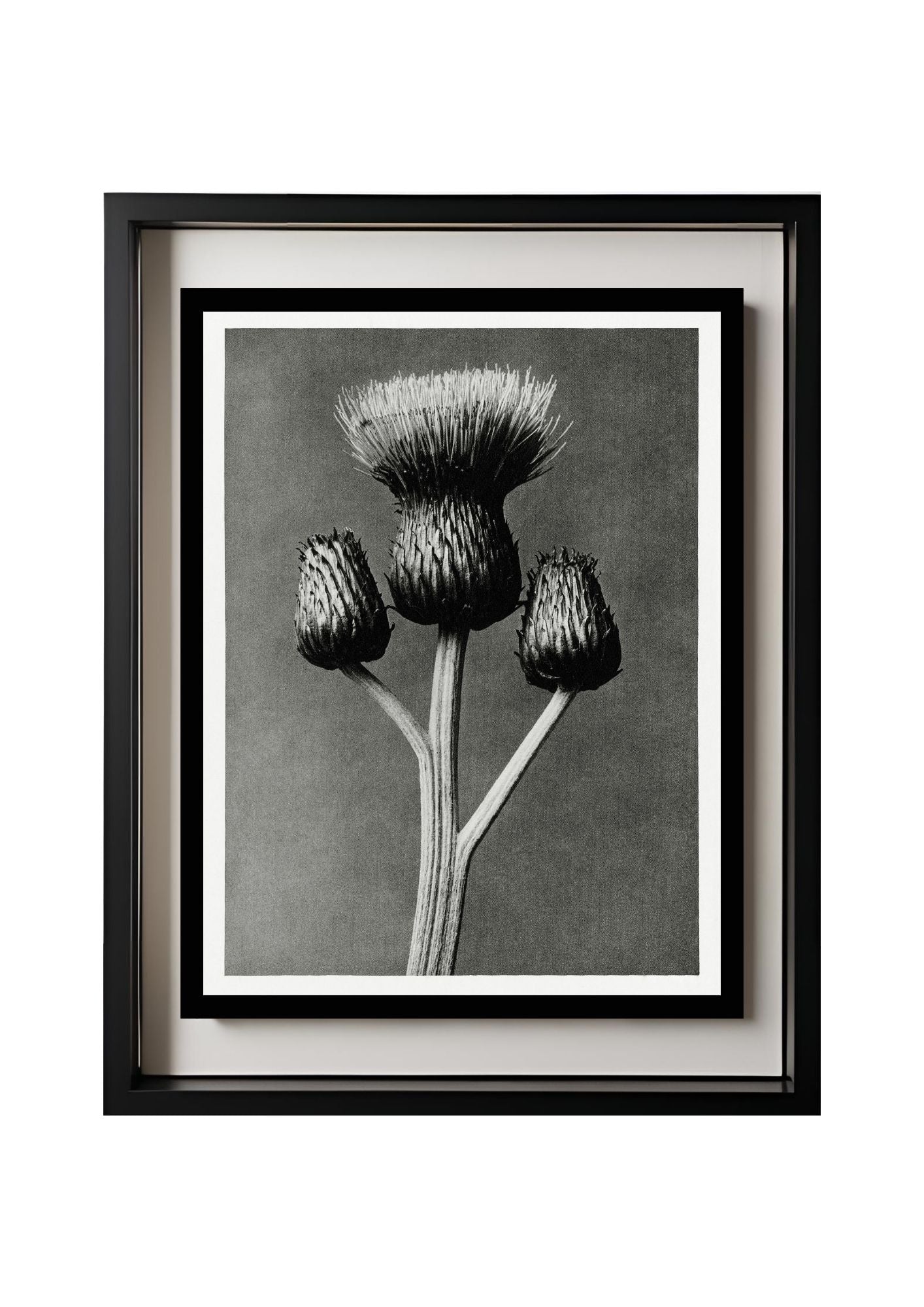 Cirsium Canum (Queen Anne Thistle)