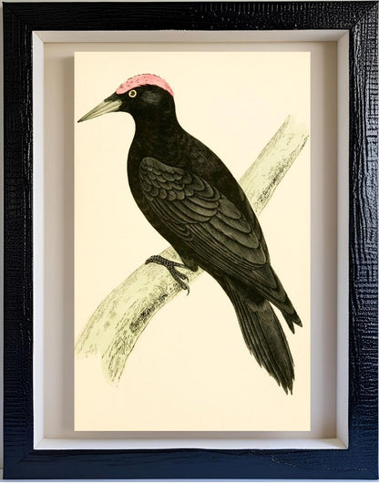 Black Woodpecker