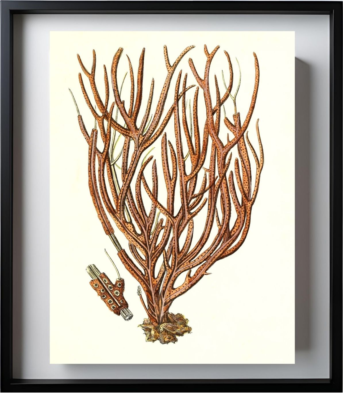 Gorgonia luberola 2
