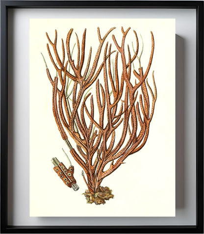 Gorgonia luberola 2