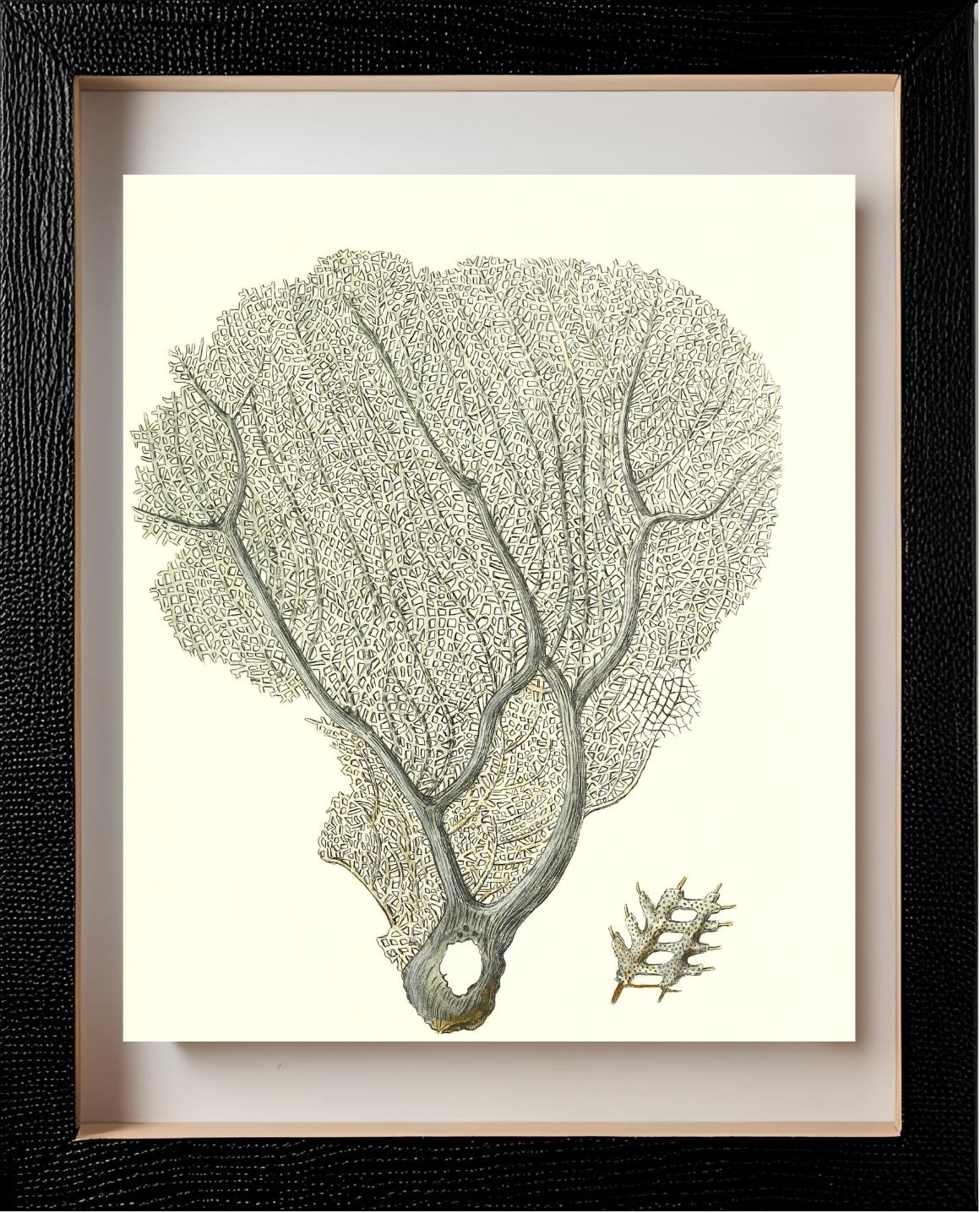 Gorgonia flabellum