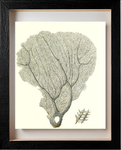 Gorgonia flabellum
