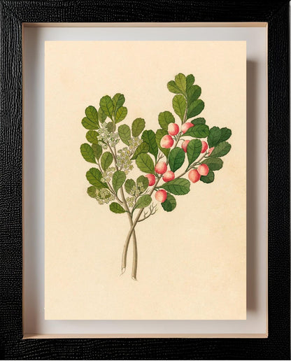 Rhamnus (Cassine Aethiopica)