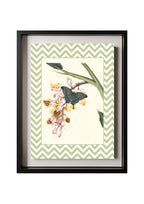 Papilio Crino