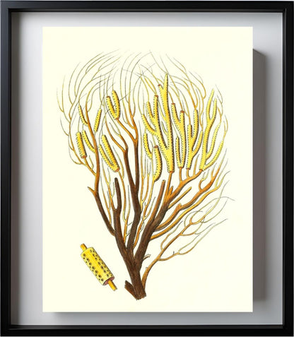Gorgonia fanguinolenta