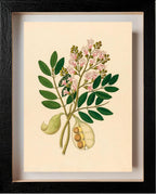 Schotia Nov. Sp (Schotia Latifolia)