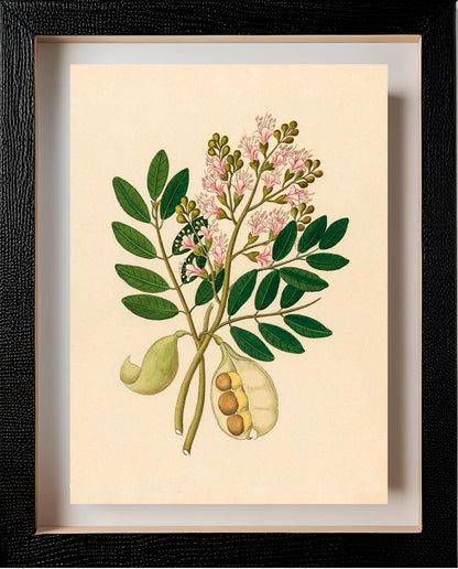 Schotia Nov. Sp (Schotia Latifolia)
