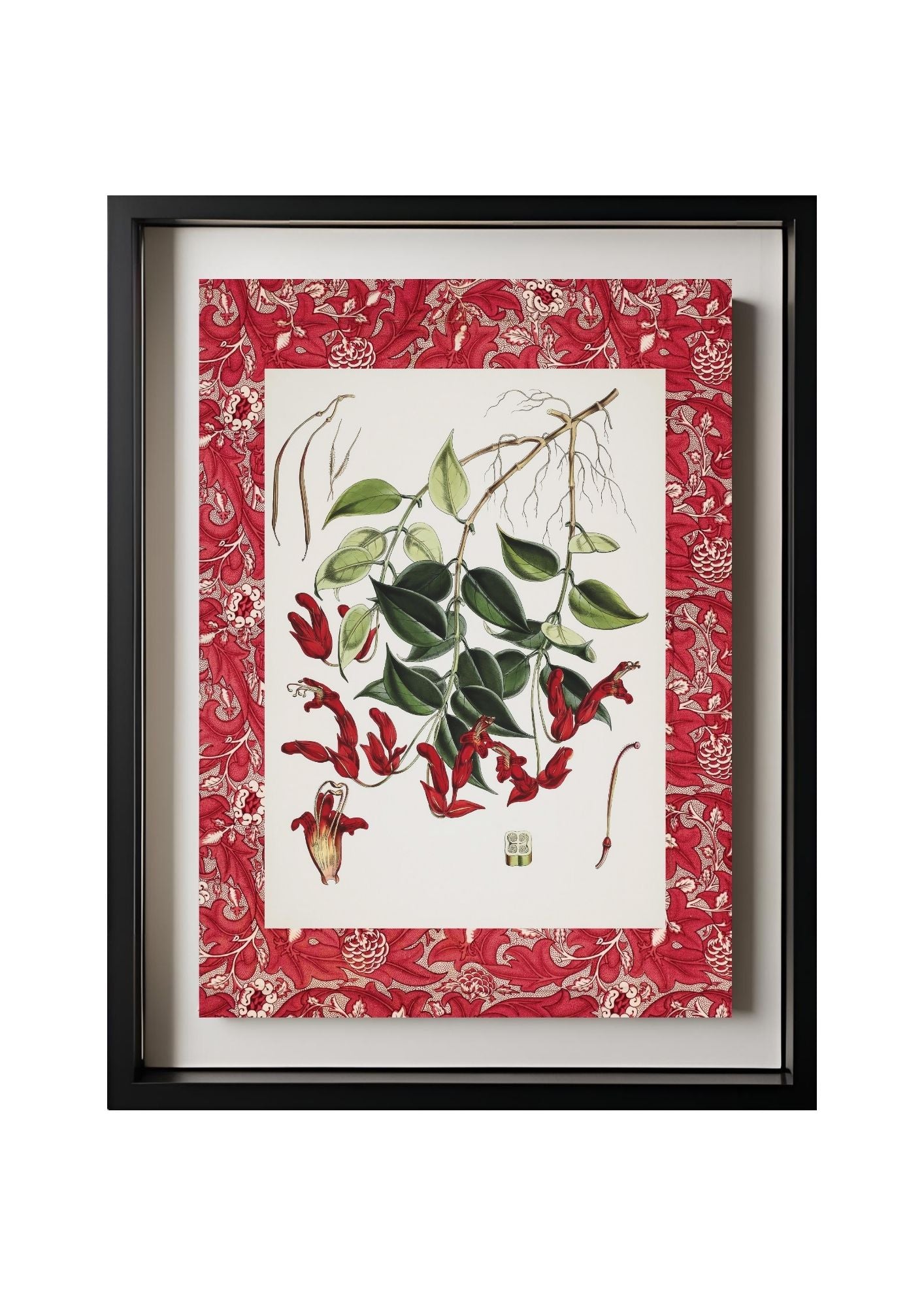 Aeschynanthus Peelii