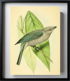 Blue-Grey Tanager