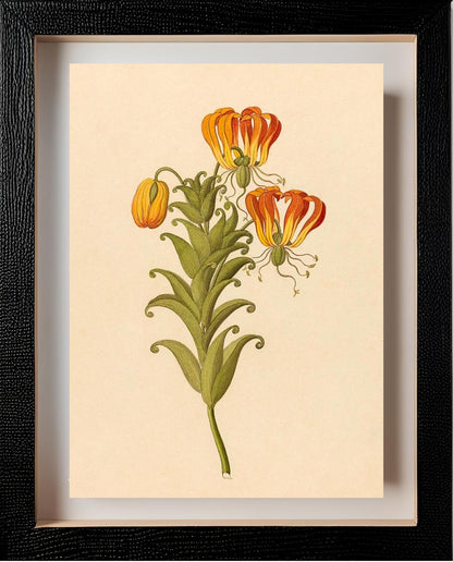 Gloriosa (Gloriosa Superba)