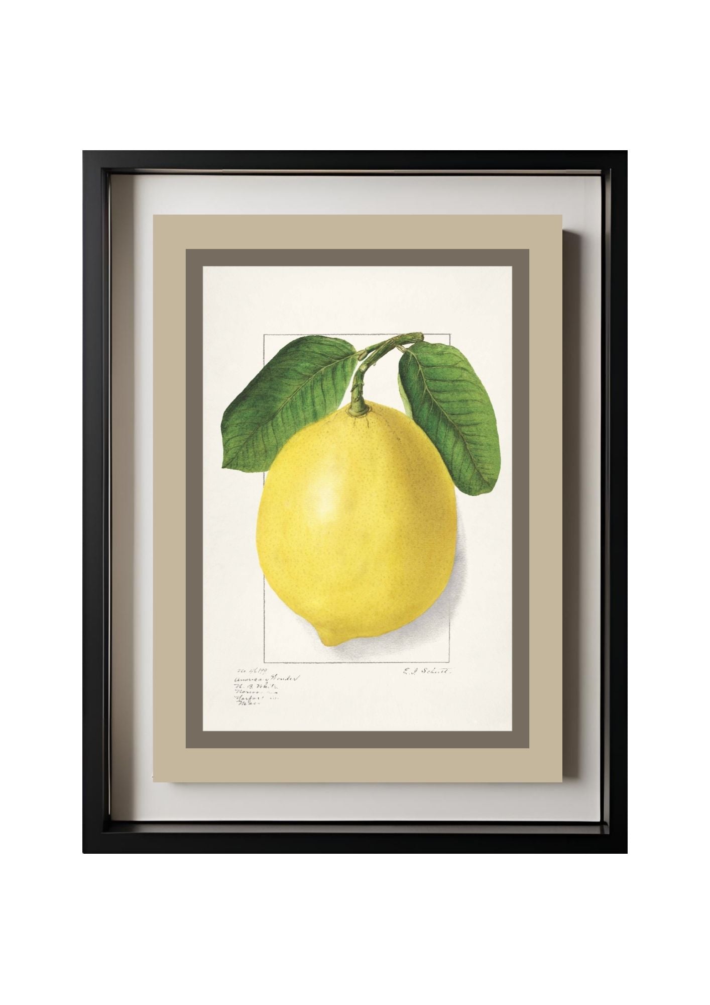 Lemon Citrus