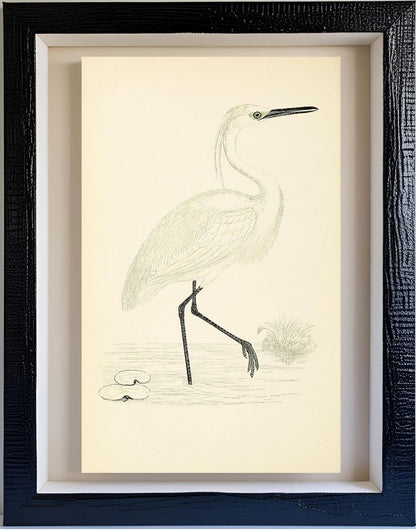 Little Egret