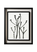 Cornus Florida (Box Wood of North America, Flowering Dogwood)