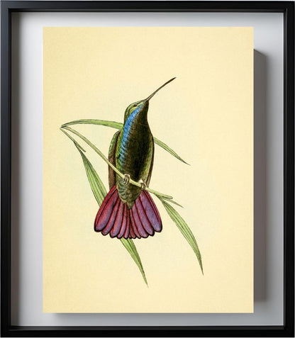 Mango Hummingbird Male