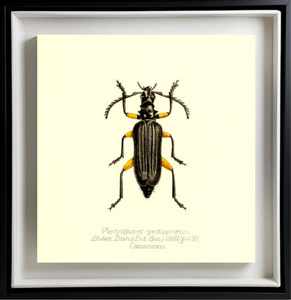 Plectogaster Pectinicornis